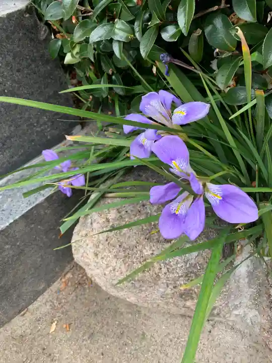 尼崎えびす神社の自然