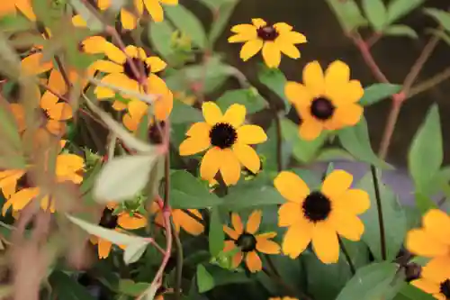熊野福藏神社の手水舎