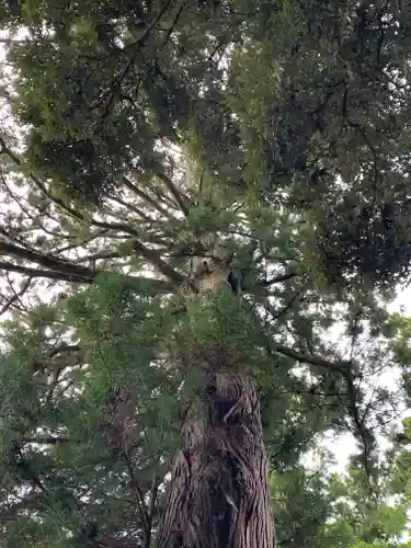 小川諏訪神社の自然