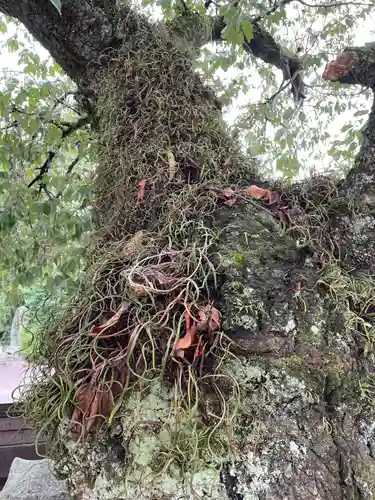 国分寺(愛媛県)