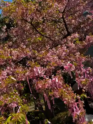 桜神宮(東京都)