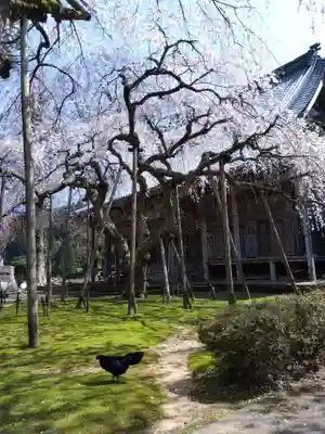 西雲寺(福井県)