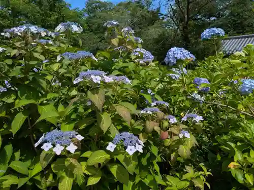 本土寺(千葉県)