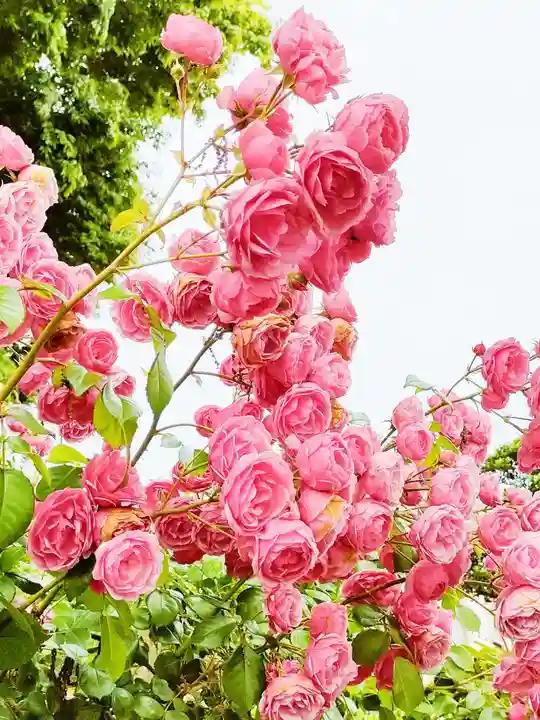 艫神社のその他建物