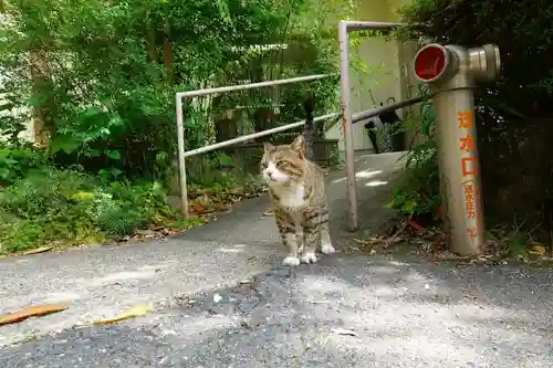南法華寺（壷阪寺）の動物
