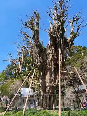 村山浅間神社(静岡県)