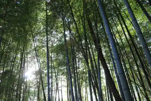 熊野神社の自然