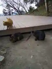 村雲御所瑞龍寺門跡の動物