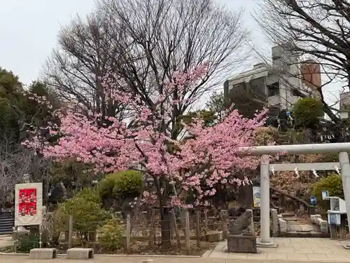 鳩森八幡神社の自然