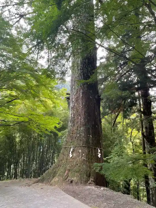 金櫻神社(山梨県)