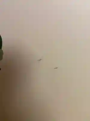 大雄院(京都府)