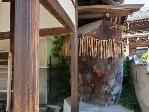 河内國魂神社の自然