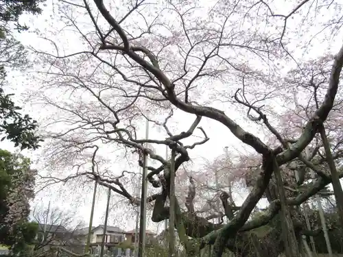 般若院(茨城県)
