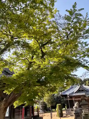 伏木香取神社の自然