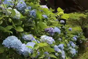 国宝 大法寺の庭園(2021年06月30日(水) 07時32分09秒投稿)