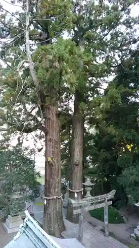 八幡朝見神社の自然