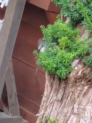 森三吉神社(北海道)