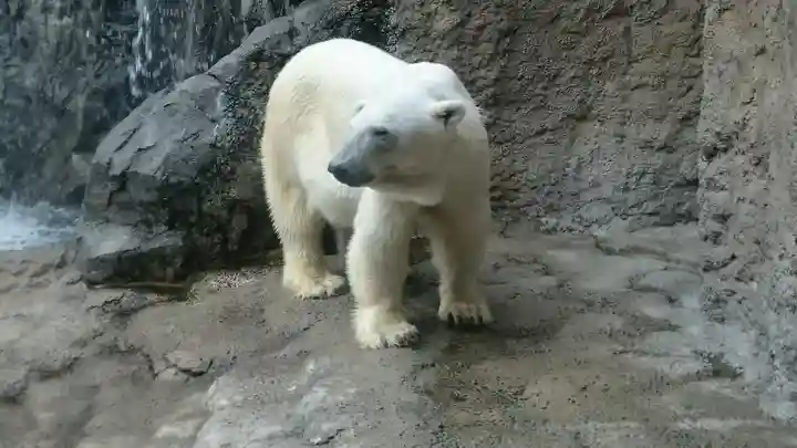 旭川神社の動物