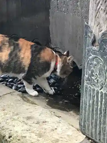 前玉神社の動物