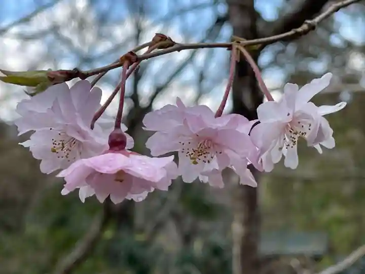 十輪寺(京都府)