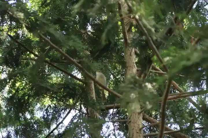 愛宕神社の動物