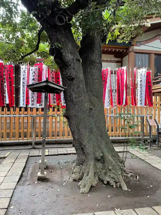 代々木八幡宮の自然