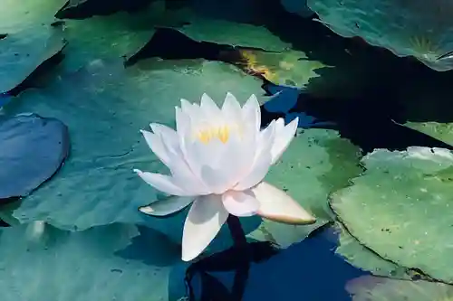 山神社(宮城県)