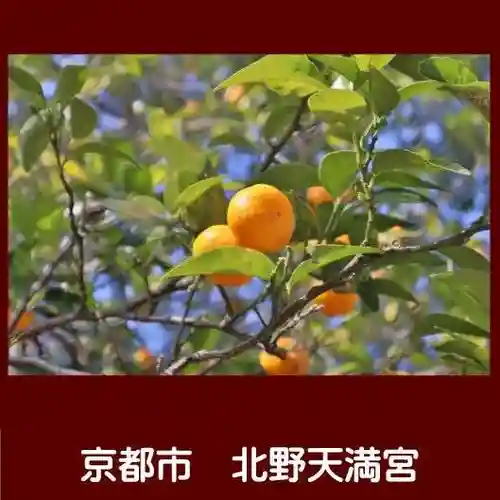 北野天満宮の自然