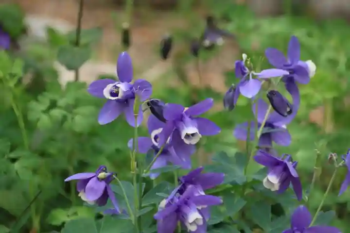 豊景神社の庭園