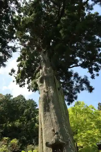 普門寺(切り絵御朱印発祥の寺)の自然
