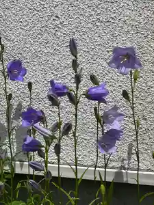 宝壽山 吉祥院の自然(2022年06月29日(水) 12時39分53秒投稿)