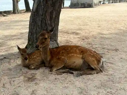 厳島神社(広島県)