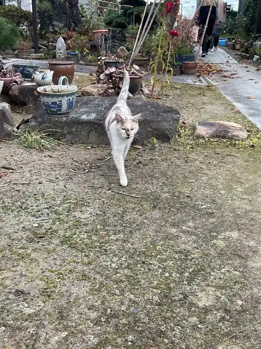 一心寺・一心禅寺の動物