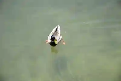 平安神宮の動物