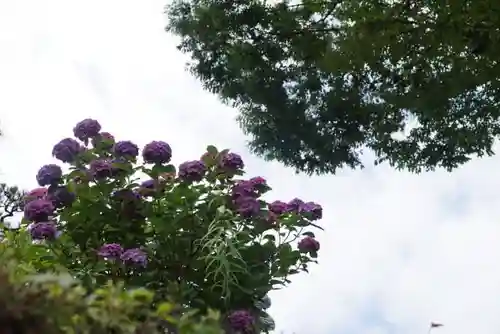 長壽寺（長寿寺）の自然