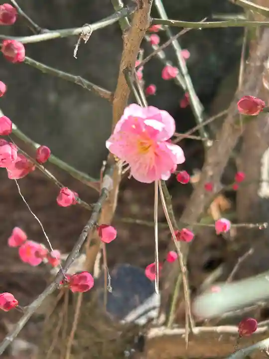 甲斐國一宮 浅間神社(山梨県)