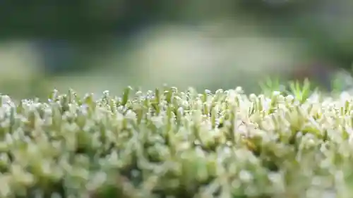 曼殊院門跡(京都府)