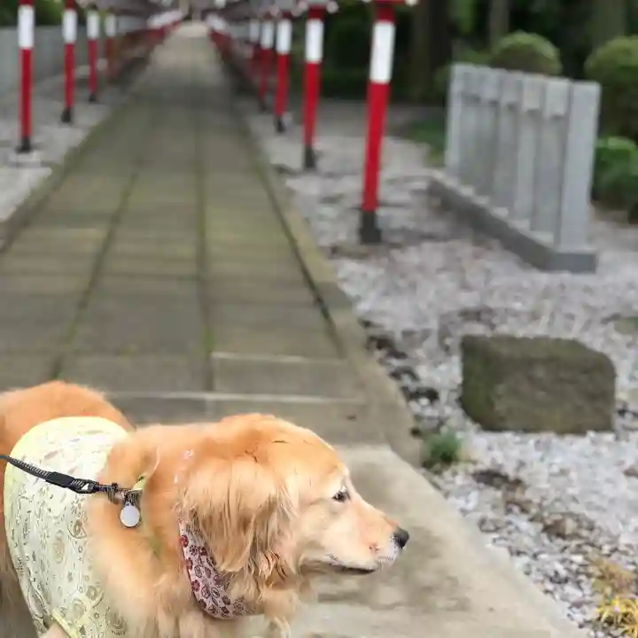 薬師寺八幡宮の動物