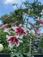 白山神社の自然