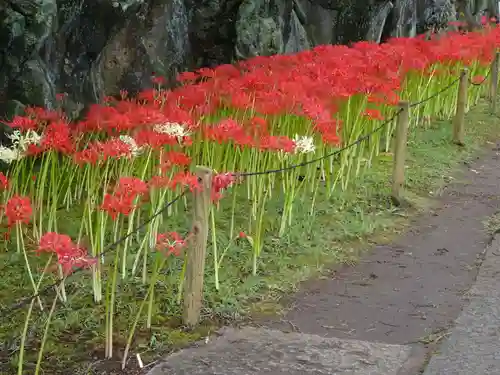 横浜　西方寺の自然