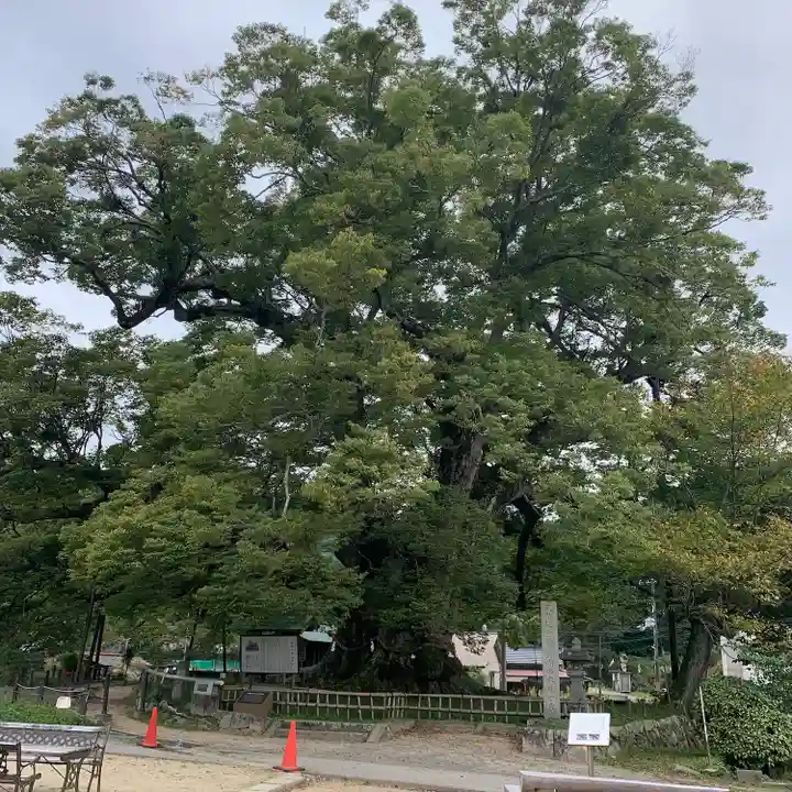 野間神社の自然