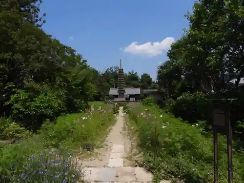 般若寺 ❁﻿コスモス寺❁(奈良県)