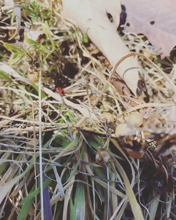 長光寺(長野県)