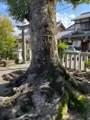 一ノ保天満宮(京都府)