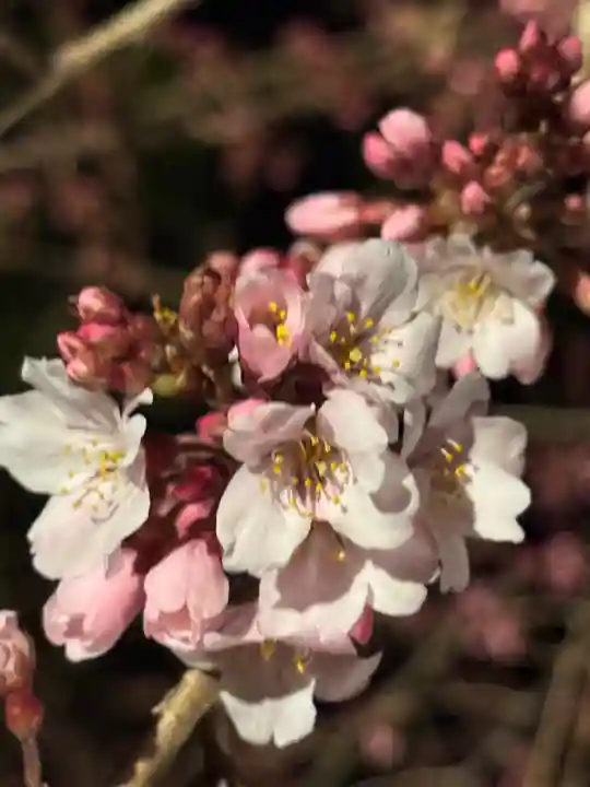 観音神社(広島県)