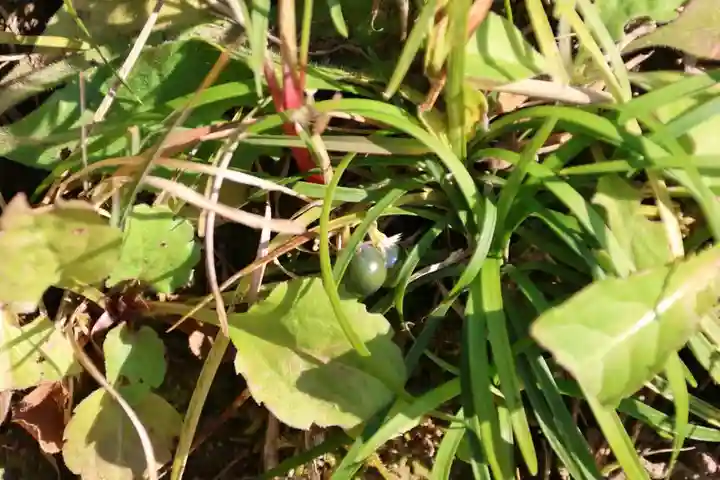 大六天麻王神社の自然