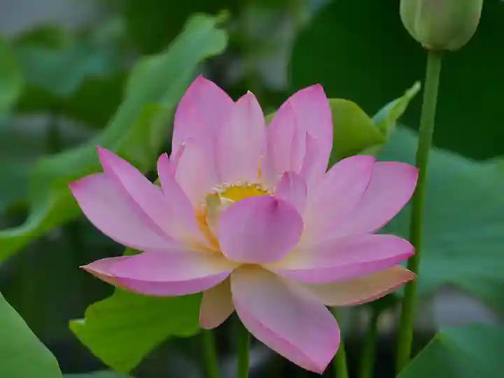 極楽山 浄土寺の自然