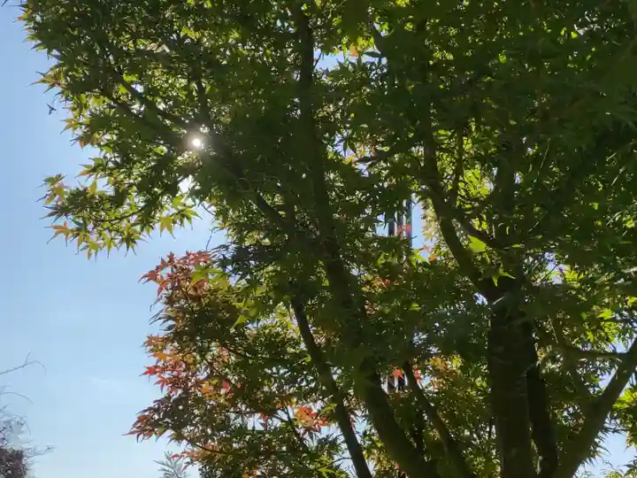 思金神社の自然