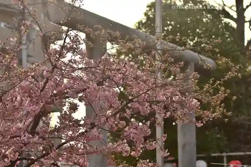 桜神宮(東京都)