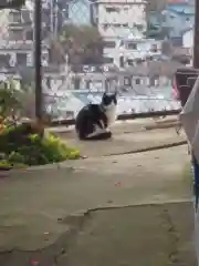 大六天神社の動物